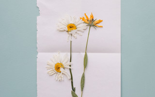Flower mail art sunflower yellow - a piece of paper free wallpaper