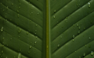 Green leaf water drops macro 47 - high detail 4k free wallpaper