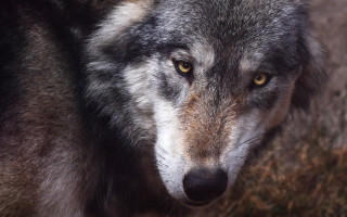 Wolf yellow eyes portrait sharp - a wolf free wallpaper
