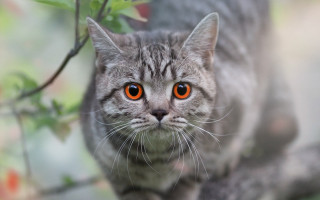 Cat orange eyes on branch - orange eye free wallpaper