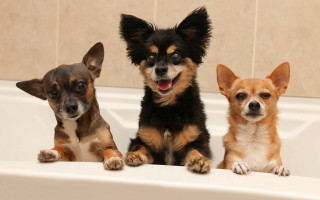 Three small dogs in bathtub - free dogs wallpaper