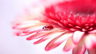 Ladybug pinkflower whitepetals macroblur bouquet - a lady bug free wallpaper