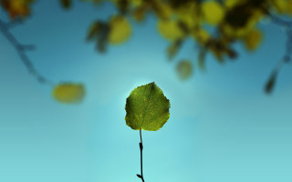 Leaf blue sky macro bokeh - a single leaf free wallpaper for desktop