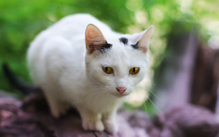 White cat black spots rock - black spot free wallpaper
