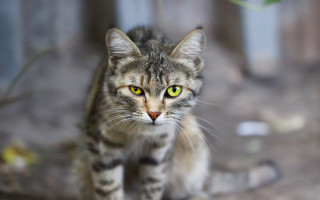 Cat green eyes fence tilt - a sidewalk next free wallpaper