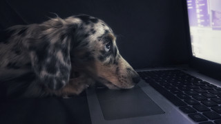Dog sitting laptop furry realistic - affinity photo free wallpaper