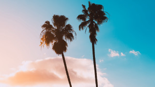 Palm trees blue sky clouds 5 - palm tree free wallpaper for desktop