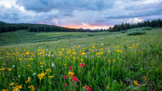 Flower field sunset clouds bushes - a field of wildflowers free wallpaper