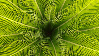 Green leafy plant bamboo jungle - a green plant free wallpaper