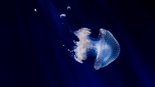 Jellyfish bubbles bioluminescence holography underwater - a jellyfish free wallpaper