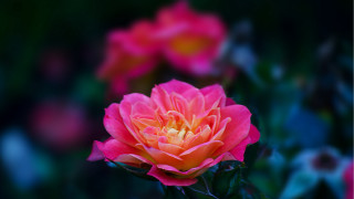 Pink flower yellow center garden 2 - cindy wright free wallpaper for desktop