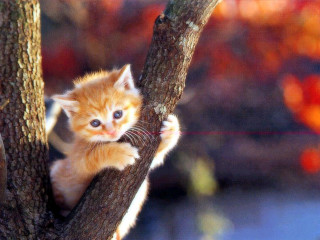 Small kitten climbing tree branch - the branch of a tree free wallpaper
