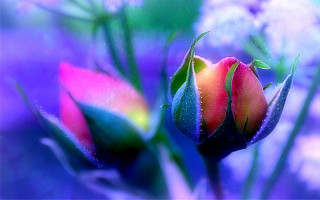 Flower water droplets blurry background - impressionist painting free wallpaper