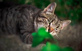 Cat green leaf focus blurry - a green leaf in the foreground free wallpaper