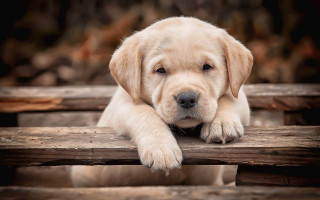 Puppy sitting wooden bench cute - his head free wallpaper