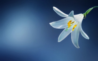 White flower yellow stamens blue - a white flower free wallpaper
