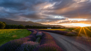 Dirt road lavender field sunset - a dirt road free wallpaper