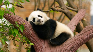 Panda sitting in tree resting - a panda bear free wallpaper