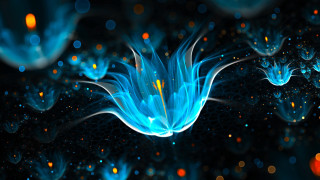 Blue flower petals floating glowing - many free wallpaper