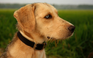 Dog collar looking distance field - a collar free wallpaper