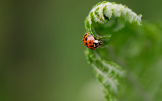 Ladybug greenleaf sun macro nature - free nature wallpaper