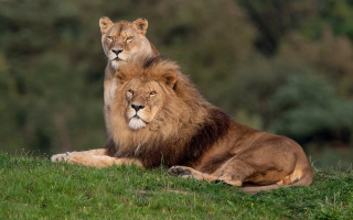 Lions on grassy hill nature - two lion free wallpaper