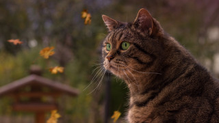 Cat green eyes leaves wooden - green eye free wallpaper for desktop