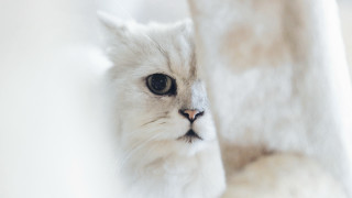 White cat looking through curtain - a white cat free wallpaper