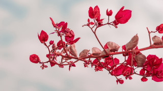 Red flower branch leaves cloudy - a branch free wallpaper for desktop
