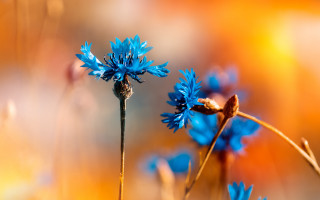 Blue flower macro blurry background 3 - blurry background of flowers free wallpaper