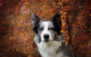 Dog autumn leaves blurry background - a blurry background of leaves free wallpaper