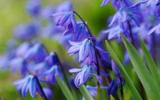 Purple flowers grass butterfly bokeh - the foreground and a blurry background free wallpaper