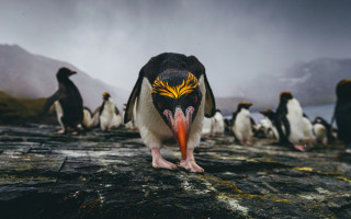 Penguin painted face rock background - painted free wallpaper