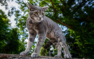 Curious cat forest log branch - a statue free wallpaper