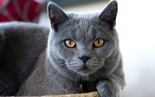 Gray cat yellow eyes basket - yellow eye free wallpaper