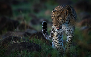 Leopard green field rocks sunny - a leopard free wallpaper