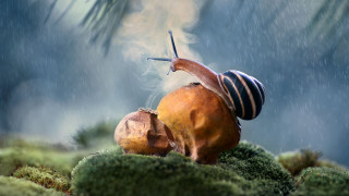 Snail mossy rainy surreal photorealistic - a snail free wallpaper