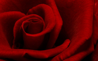 Red rose closeup black background 2 - a red rose free wallpaper