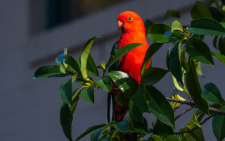 Red parrot branch leaves ecological - top of a tree branch next free wallpaper