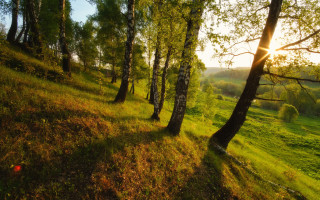 Grassy field trees sunshine autumn - the hill free wallpaper