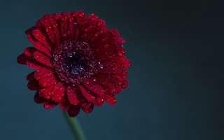 Red flower water droplets dark - a blue background behind free wallpaper