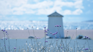 White building purple flowers water - deep depth of field free wallpaper