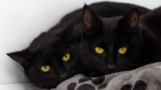 Black cats yellow eyes blanket - symmetrical eye free wallpaper