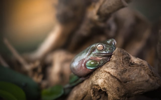Frog branch bokeh depth of - a frog free wallpaper