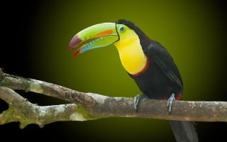 Colorful toucan branch fauvism photorealistic - fauvism free wallpaper
