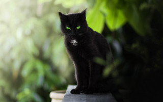 Black cat green eyes gothic - a ledge in front free wallpaper