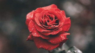Red rose water droplets blurry 5 - a red rose free wallpaper