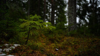 Small tree snowy forest dappled - the ground and trees free wallpaper