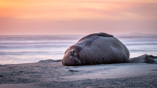 Elephant beach sunset ocean sky - a large elephant free wallpaper