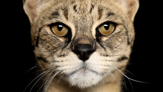 Cat white stripe rayonism portrait - the face free wallpaper